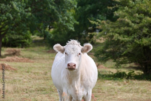Weiße Kuh auf der Weide