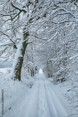 Perspective view of a winter road covered in thick snow passing through a dense forest. The trees are heavily coated with frost and snow, creating a magical winter atmosphere.