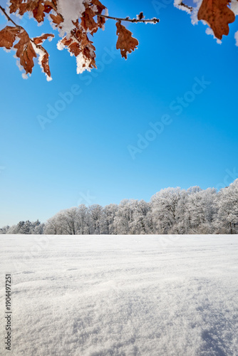 A bright winter landscape featuring a vast snowy field and a distant forest under a vibrant blue sky. Brown oak leaves covered in frost hang from the top of the frame, adding depth and contrast.