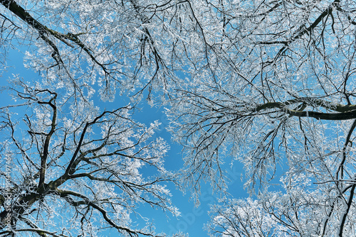 Bare tree branches covered in hoarfrost seen from below against a vibrant blue sky on a cold winter day