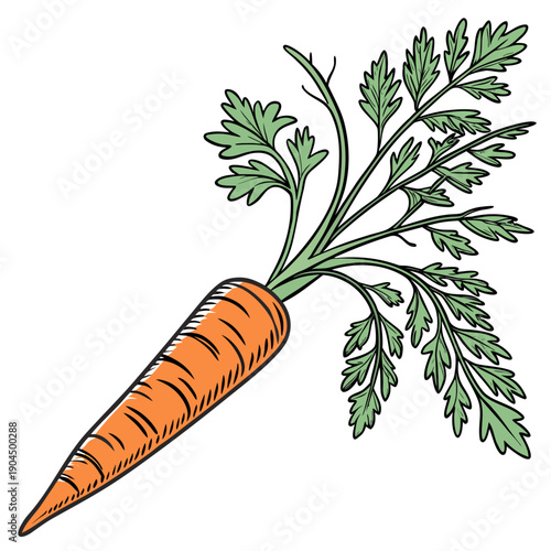 Fresh Orange Carrot with Green Leaves Vector Illustration