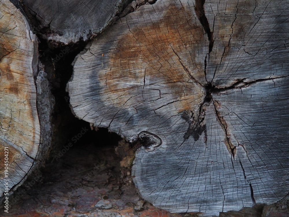 Naklejka premium Cracked Log Ends