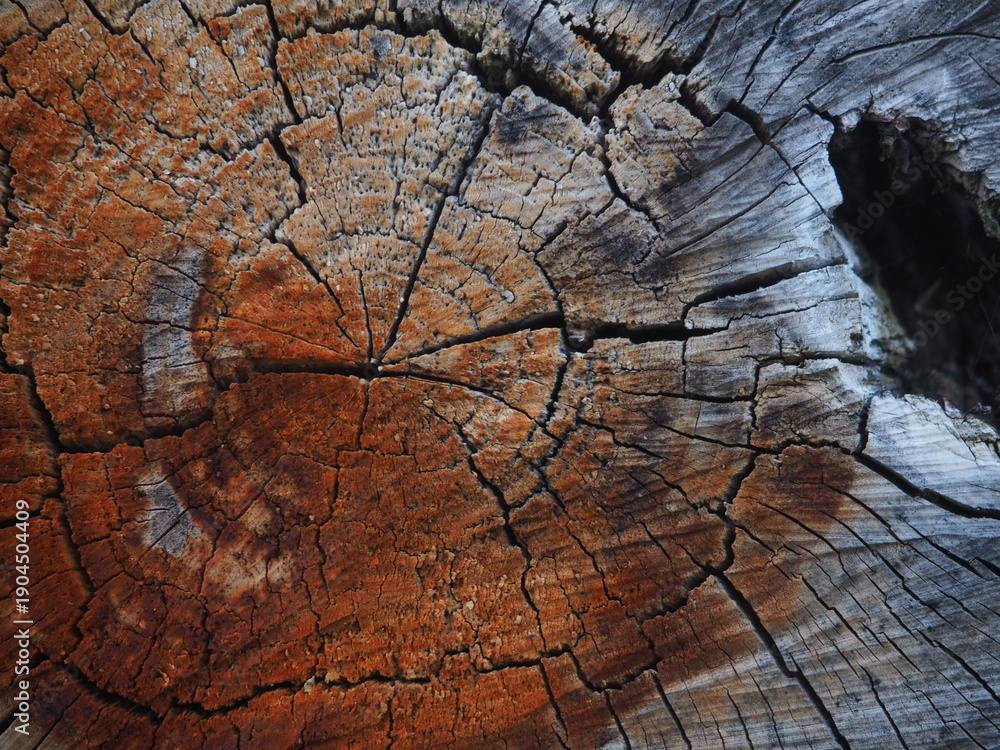 Fototapeta premium Weathered Wood Grain