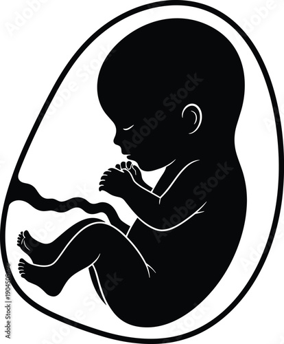 Human fetus silhouette illustration inside womb prenatal development pregnancy concept medical anatomy motherhood life beginning vector artistic design