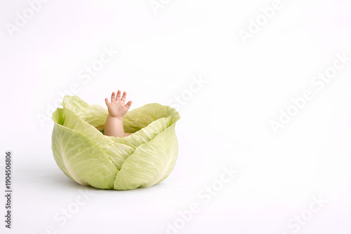 Symbolic Baby Arrival Concept with Tiny Hand Emerging from Cabbage, Vertical Copy Space