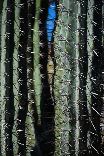 Particolare di cactus
