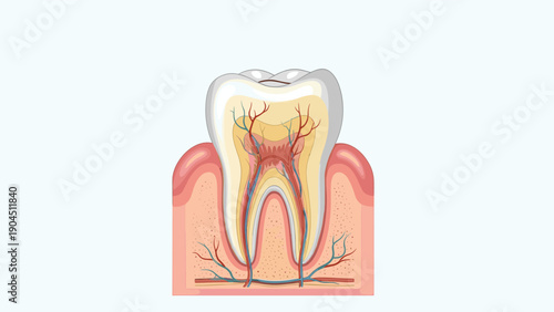 Anatomical cross section illustration of a human tooth showing enamel, dentin, pulp cavity, and root canal with blood vessels.