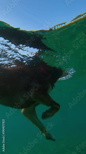 Underwater view, Close-up of dog swimming on surface of water towards shore on sunny day. Doggy refreshes itself from sweltering summer heat by swimming in sea. dog swam in sea to cool off.