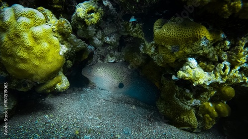 Fotografie A Giant Moray Eel (Gymnothorax javanicus) peering out from its dark rocky den on the seafloor, mysterious underwater wildlife encounter