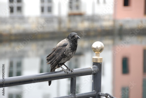 crow siting in the city