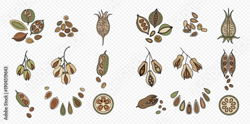 Set of hand-drawn spice pods and seeds, botanical vector illustration for culinary and herbal use.
