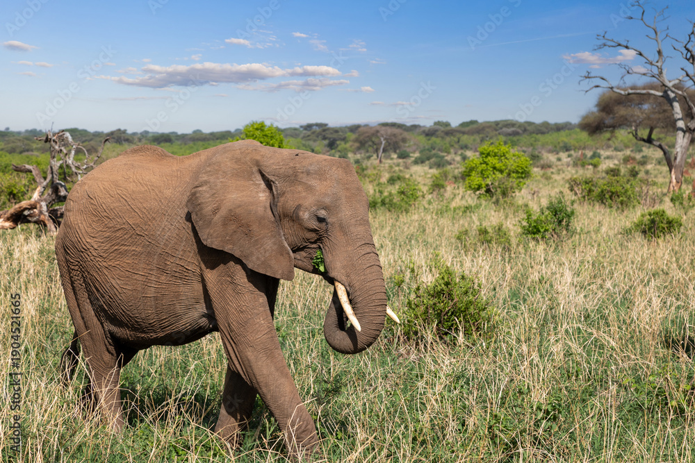 Obraz premium Vom Schlammbad in roter Erde, rot gefärbter Afrikanischer Elefant im Tarangire Nationalpark in Tansania