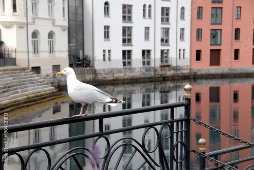 seagull on the bridge