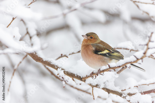 Foto Common chaffinch (Fringilla coelebs) perched on a snow-covered branch in winter forest