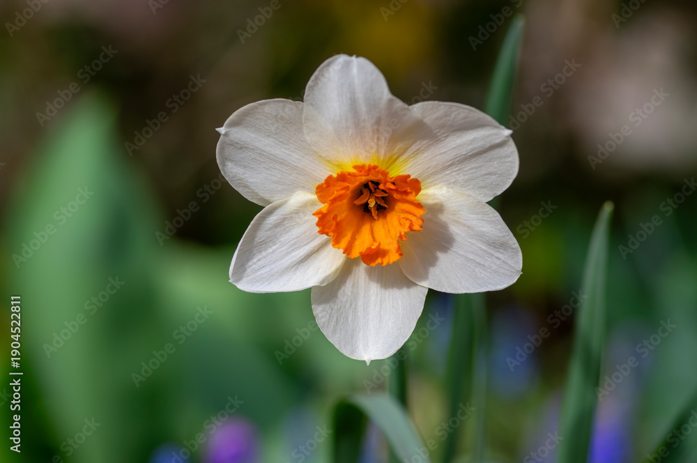 Fototapeta premium Single white and orange narcissus poeticus, ornamental flower in spring garden