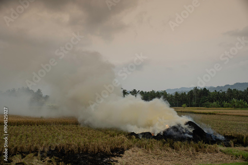Wide landscape view of smoke rising from burning agricultural waste in a rice paddy field with hills. Impact of stubble burning on air quality and environmental pollution.