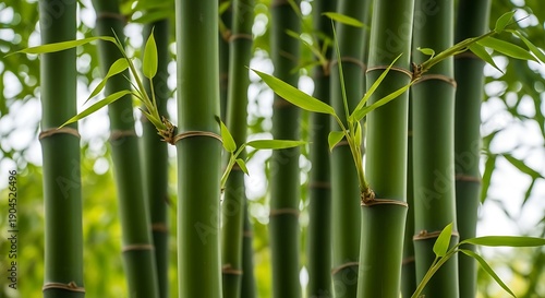Closeup of green bamboo stalks and leaves