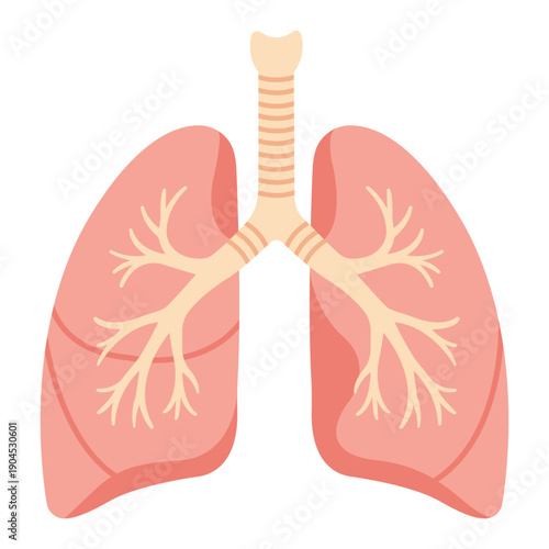Anatomy of Breath: An illustrated, close-up view of the human lungs and airway system, meticulously detailed to showcase its intricate design.