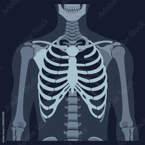 Human Skeleton Anatomy: A detailed illustration of the human skeletal structure, highlighting the intricate arrangement of bones within the torso and upper extremities.