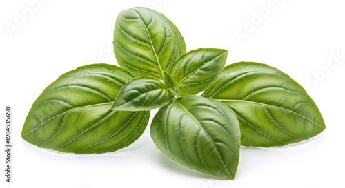 fresh basil leaves