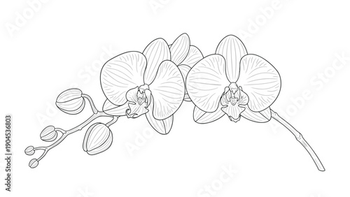 Beautiful minimalist line art drawing of a blooming orchid branch with intricate petals and buds on a plain white background.