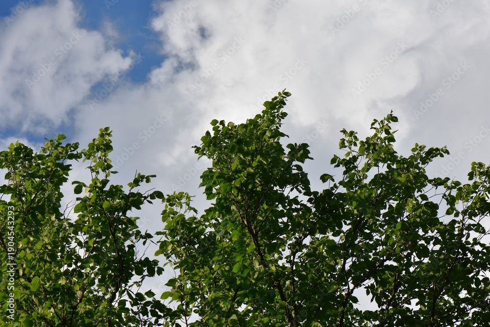 Fototapeta premium sky and trees