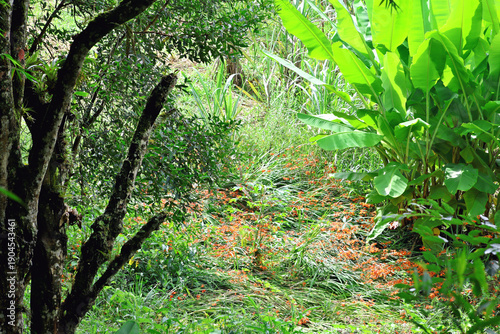 Tropical forest with vibrant green leaves, trees and vegetation. Brazil, region of Atlantic forest.