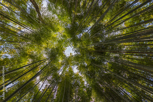 京都府嵐山　竹林の小径