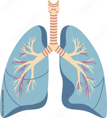 Illustration of the human respiratory system, showing the trachea and lungs with branching bronchi and bronchioles, vital for breathing and oxygen exchange in the body