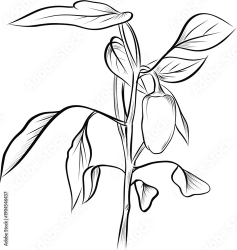 Bell pepper growing on plant botanical line art illustration vector