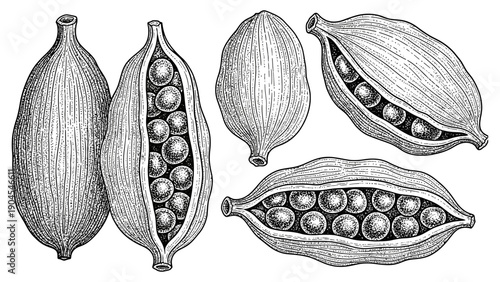 Abstract graphic illustration depicting several stylized cocoa pods rendered in dark tones with subtle white and yellow highlights against a black background