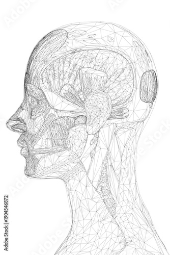 A detailed anatomical sketch of a female head reveals the complex structure of facial muscles. Side view