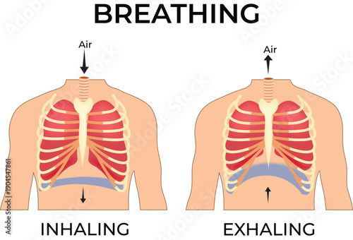 Human Breathing Process: Inhaling and Exhaling Diagram