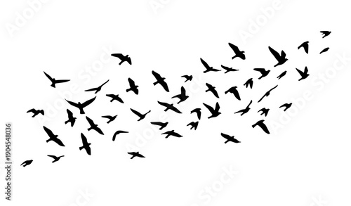Flying bird silhouettes flock in flat vector style isolated on white background for nature wildlife freedom and decorative design use
