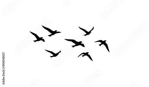 Minimal flying bird silhouettes in abstract flat vector style isolated on white background for modern branding and creative design concepts