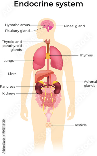 Human Endocrine System Diagram with Labelled Glands and Organs