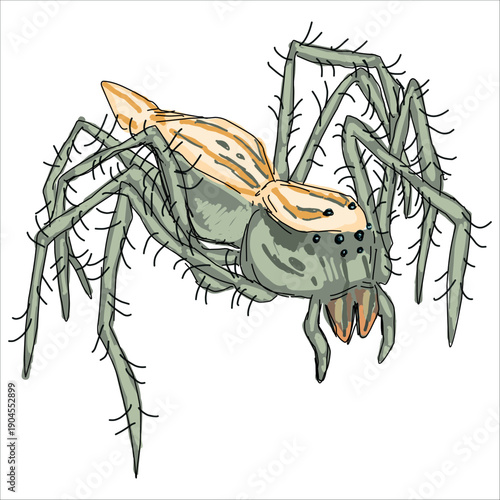 Striped Lynx Spider. Oxyopes salticus. Colorful, hand-drawn, vector illustration. Picturesque. Unique detailed stylization. Print on sketchbooks, stickers, postcards, cups, clothes, posters.
