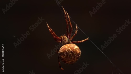 Big Australian Garden Orb Weaver Female Spider Close Up On Web, Windy Daytime Australia, East Gippsland, Victoria, Maffra