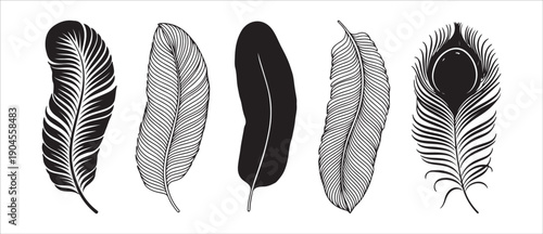 Elegant feather collection featuring peacock and bird plumage silhouettes with detailed line art illustrations