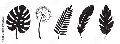 Monstera leaf dandelion fern feather palm leaves vector silhouettes set tropical plants and exotic flora graphics