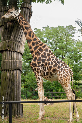 Canvas Print majestic tall giraffe stands near a tree