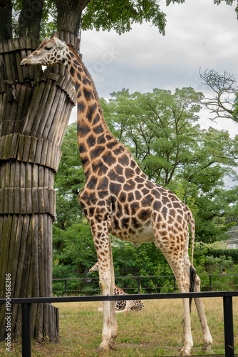 Photography majestic giraffe stands near a tree in a green enclosure