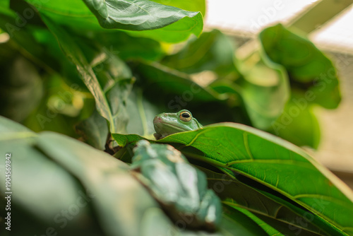 green frogs camouflaged on tropical leaves