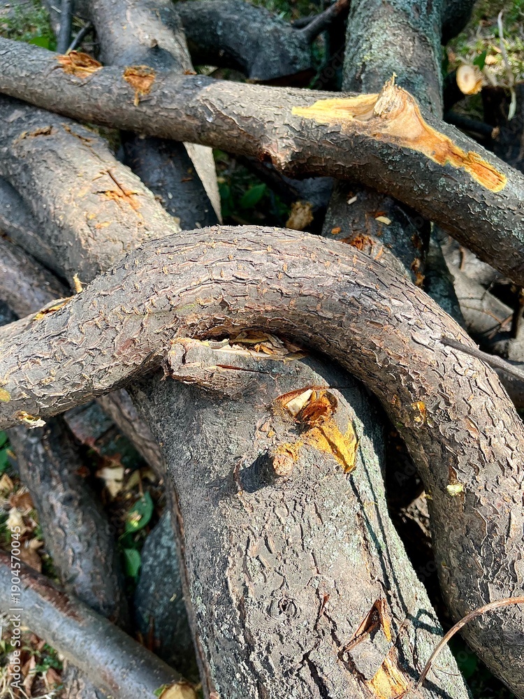 Fototapeta premium Chopped branches of fruit tree wooden bend of a branch