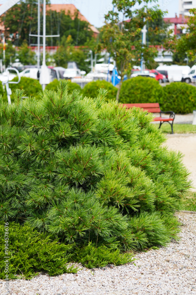 Fototapeta premium Black pine Lesiko growing in a city park.