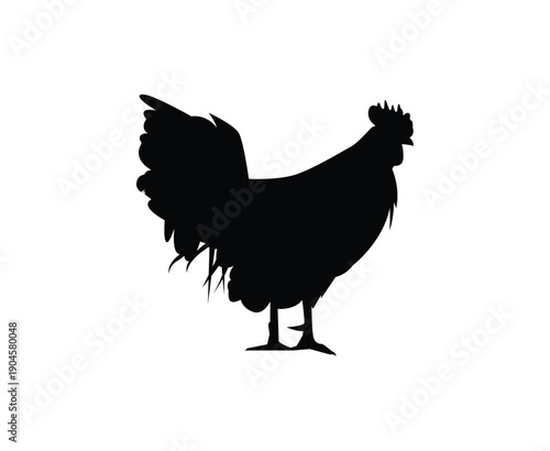 Rooster standing isolated on white background vector illustration