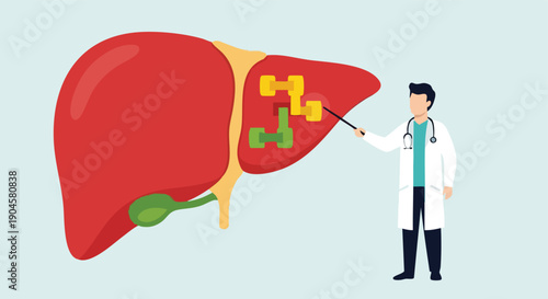 Doctor Explaining Liver Health. Medical Illustration. Healthcare Education. Flat Vector Art.