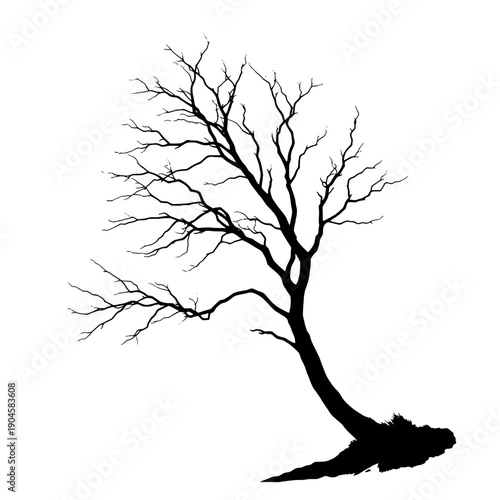 Lonely Bare Tree Silhouette Against the Winter Wind