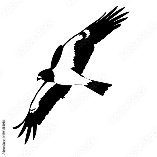 Peregrine Falcon Wings Spread Diving Silhouette