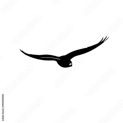 Peregrine Falcon Precise Dive Silhouette